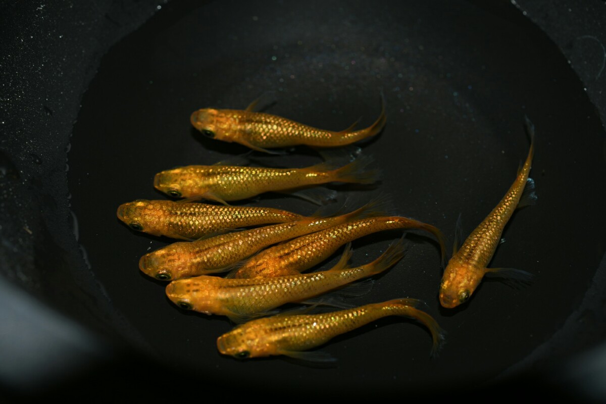 レクリス　8匹　A165 ★☆めだか屋501☆★ 現物出品