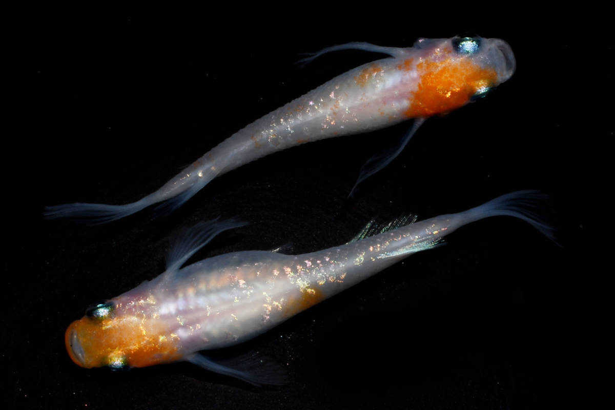 ◆天双メダカ◆　繚乱 極上1ペア A123_1