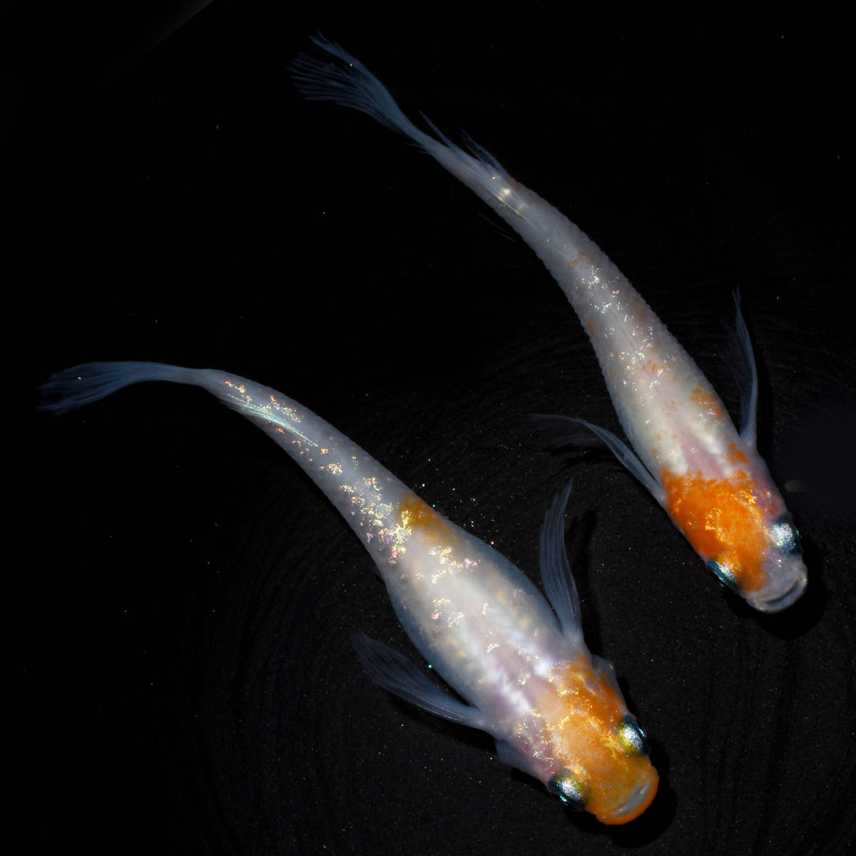 ◆天双メダカ◆　繚乱 極上1ペア A123_2