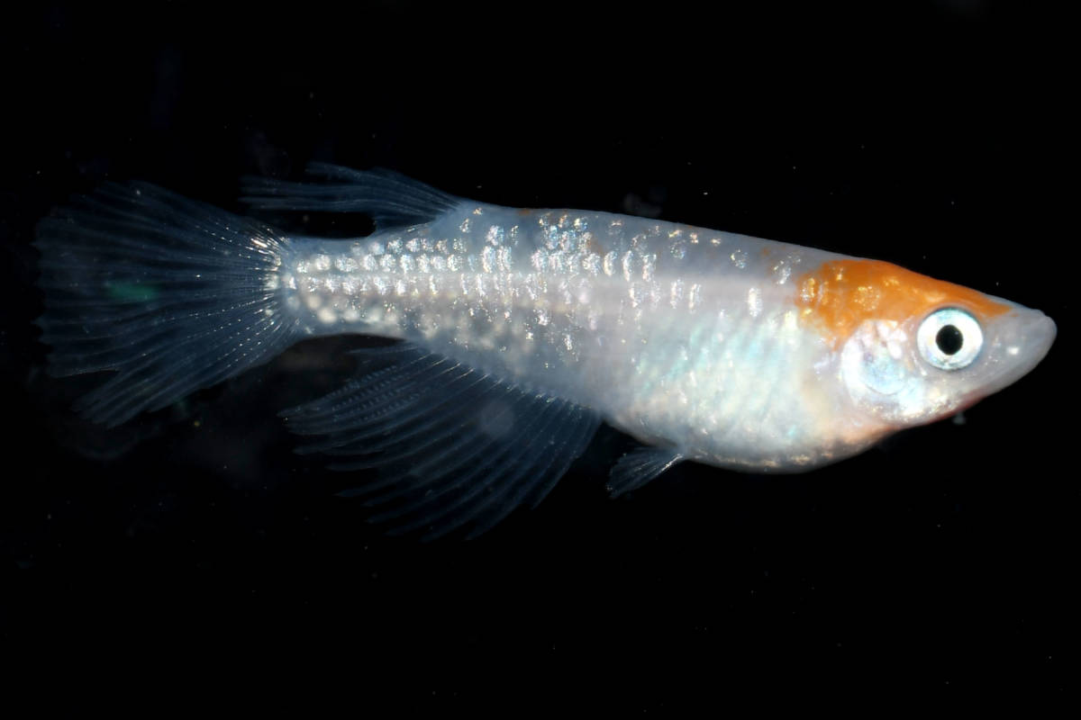 ◆天双メダカ◆　繚乱 極上1ペア A123_3