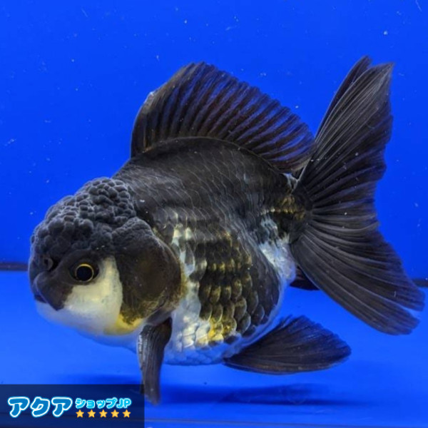 【返金保証】 動画 オランダ獅子頭 ローズテール (k1346) タイ産 9cm オス 4ヵ月 #金魚 6月2日発送