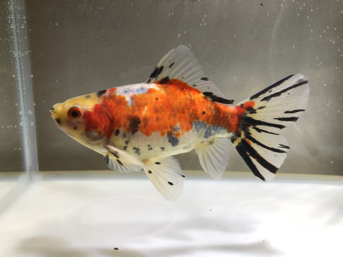 寿恵廣錦　スエヒロニシキ　13センチ前後　朱色柄