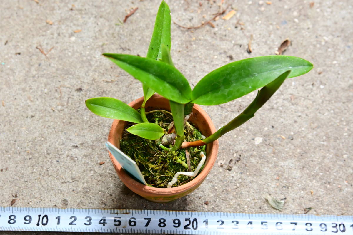 P-32 C. dormaniana coerulea 'Karina' x self 洋蘭 原種 カトレア R5-0604-P(ラン)｜売買 ...