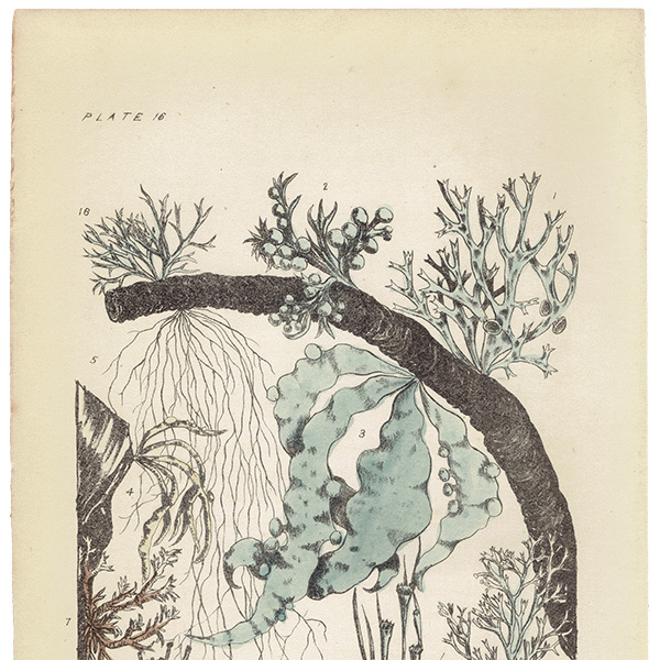 イギリス アンティーク ボタニカルアート ④ ⑦ ビンテージ イギリス