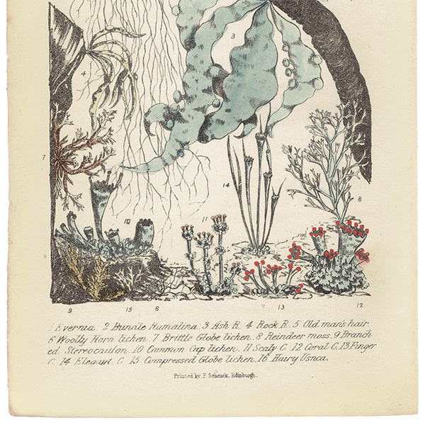 イギリス アンティーク ボタニカルアート ④ ⑦ ビンテージ イギリス