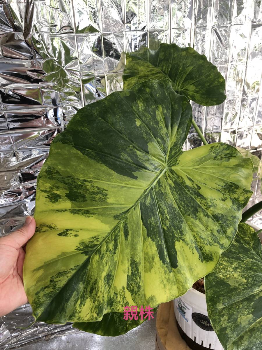 黄斑入りアロカシア ガゲアナ | Variegated Alocasia gageana