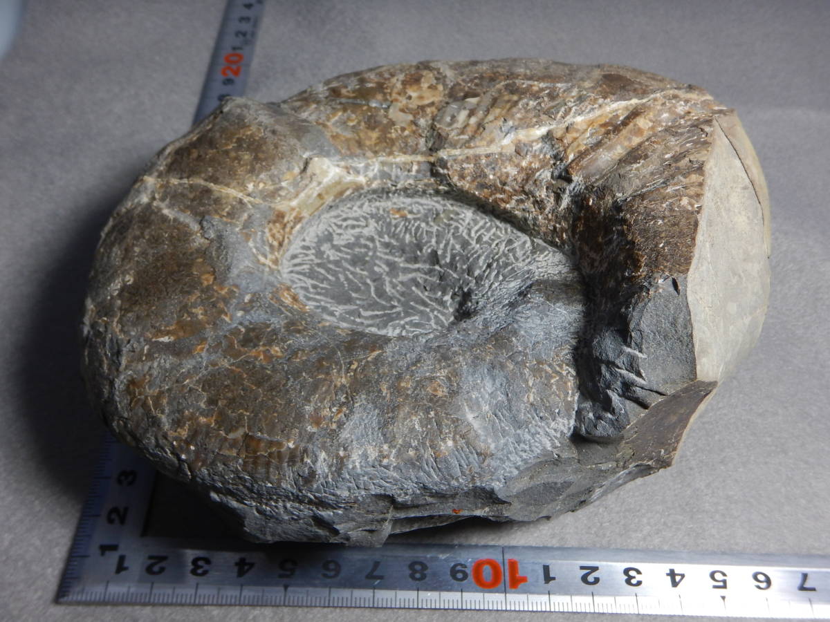 北海道幌加内産　超希少種 アンモナイト　モルトニセラス　化石　激レア 北海道幌加内産 超希少種 アンモナイト モルトニセラス 化石 激レア