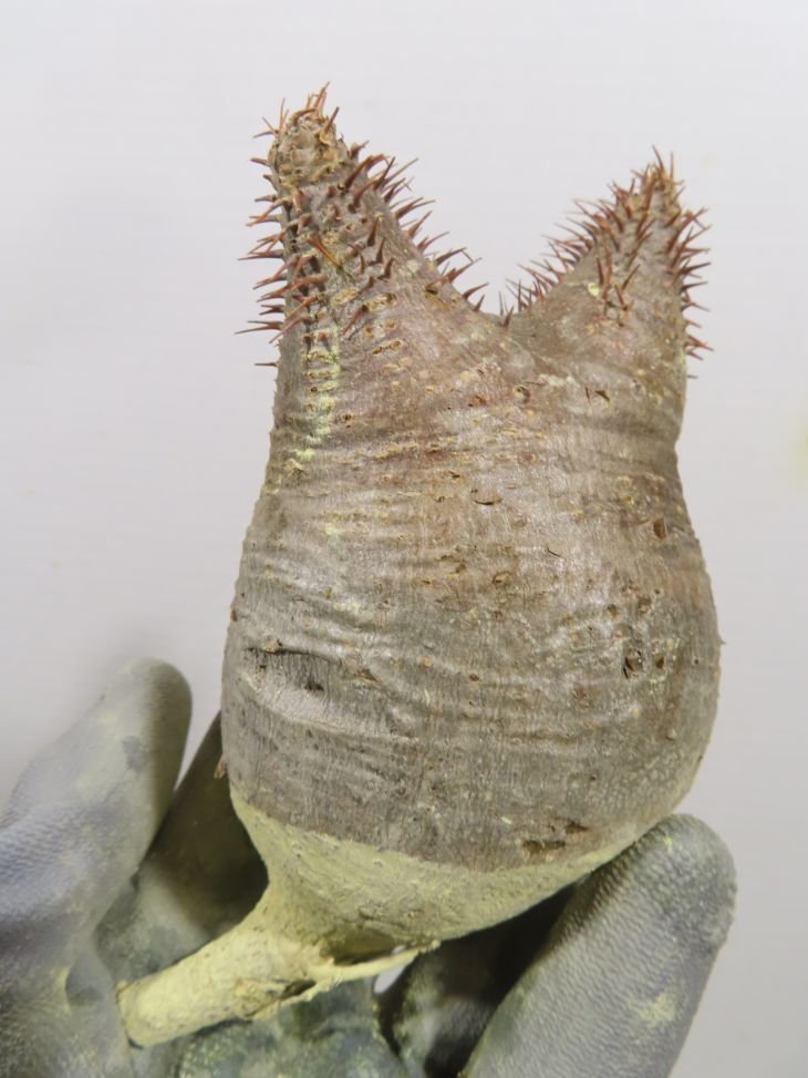 オ7626 「塊根植物」パキポディウム グラキリス SS 抜き苗【最新到着