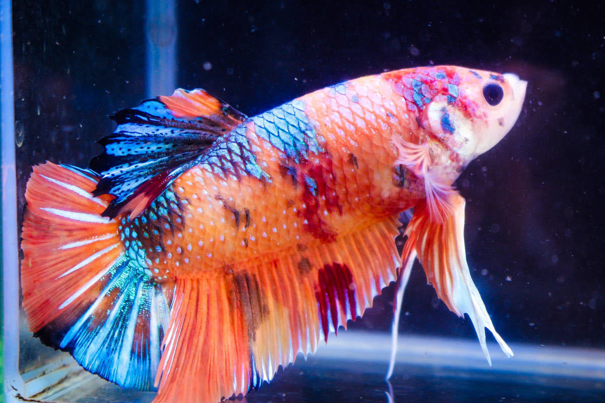 【ド迫力！】ジャイアントベタ キャンディギャラクシー No.2