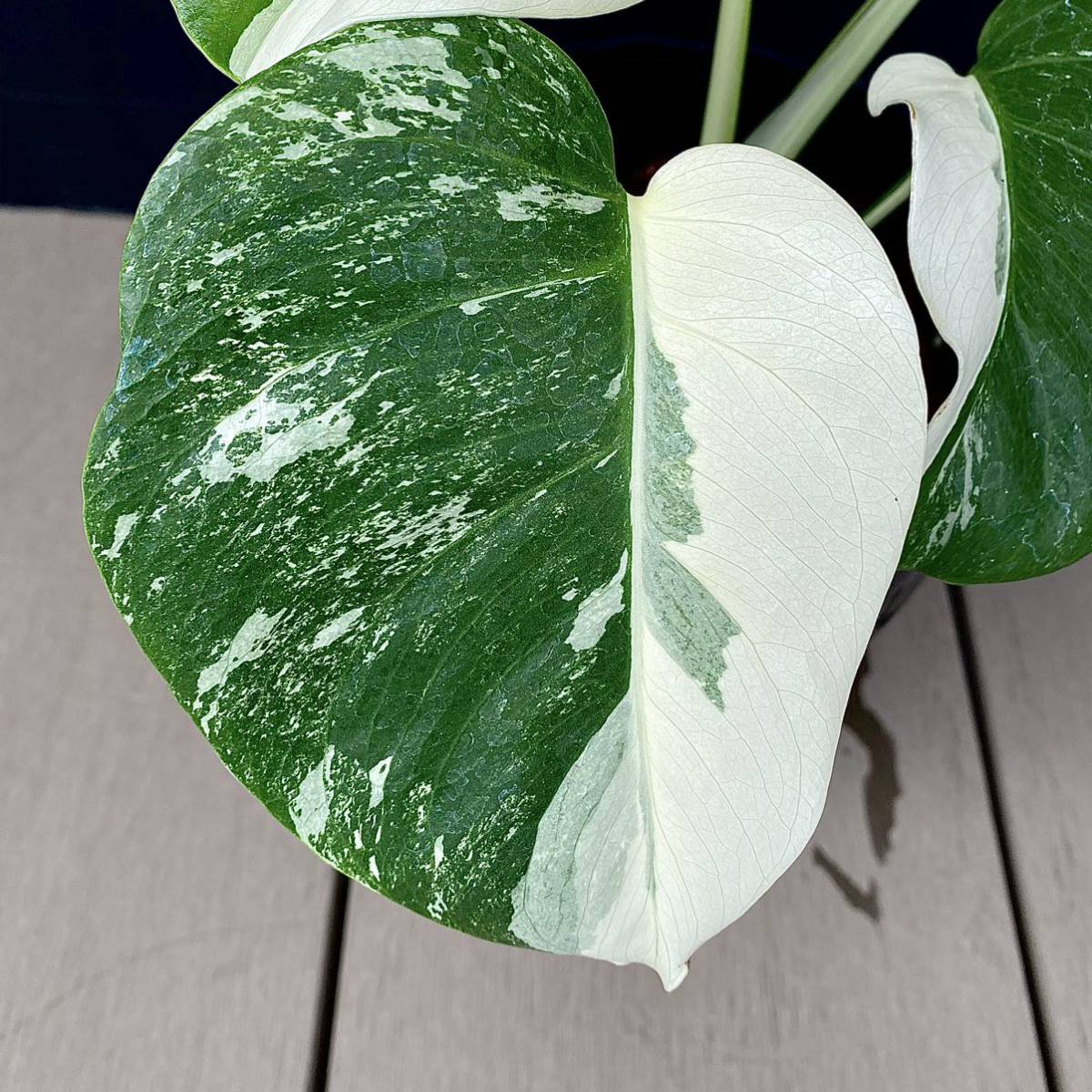 モンステラ ボルシギアナ 白斑 ハーフムーン斑入り Monstera deliciosa