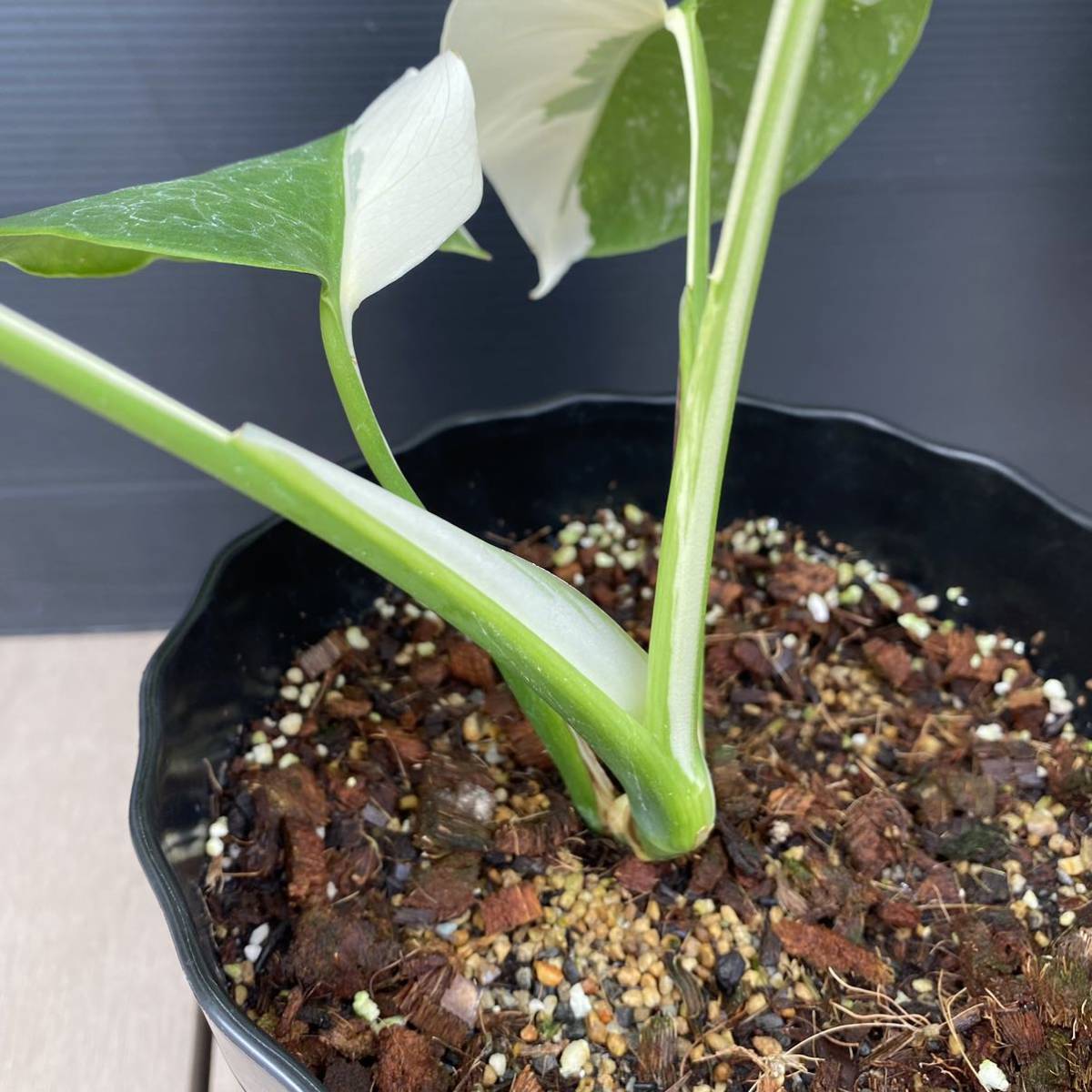 モンステラ ボルシギアナ 白斑 ハーフムーン斑入り Monstera deliciosa