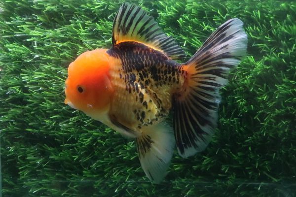 112＜water-flap＞タイ産　オランダシシガシラ　　ローズテール