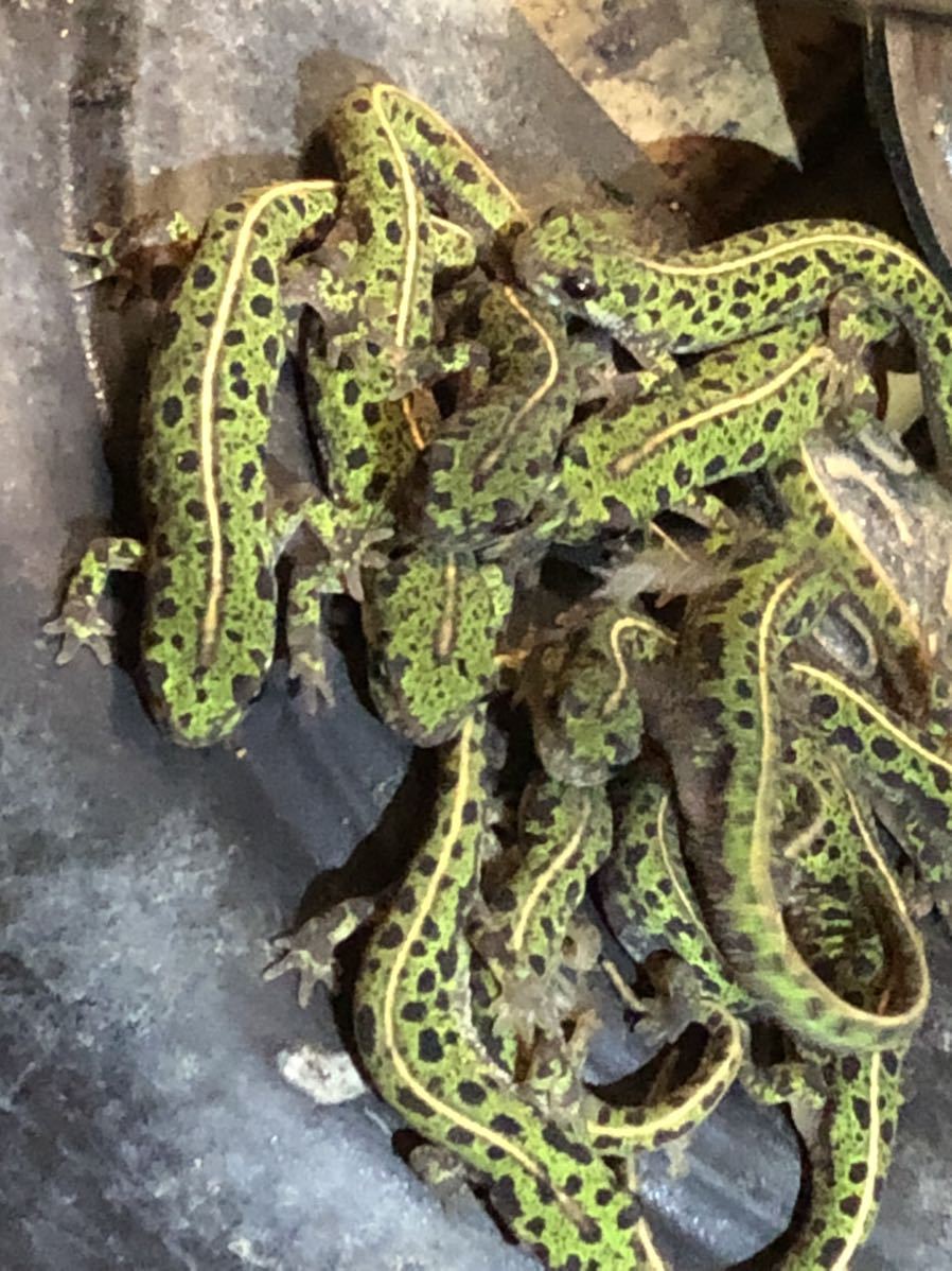 シントラ産マダライモリ3匹＋ヴァゴス産マダライモリ3匹