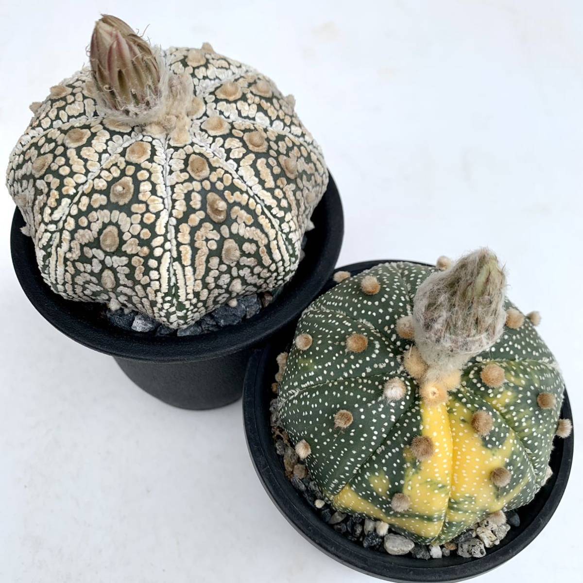 12・スーパー兜と兜錦 実生2鉢セット・サボテン 多肉植物 (サボテン