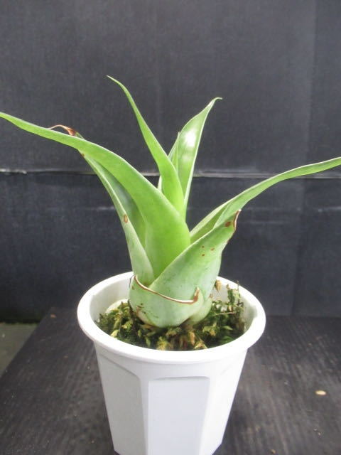 ＫＮ　１円！　カトプシス　スブラタ（CATOPSIS SUBULATA）　　　　0.8Ｍ以下