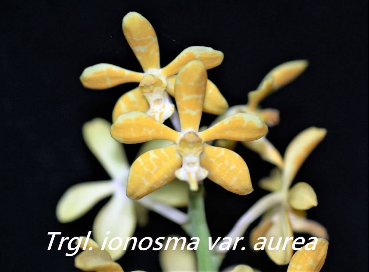 (^。 ^)(813)洋蘭原種， Trichoglottis ionosma var. aurea