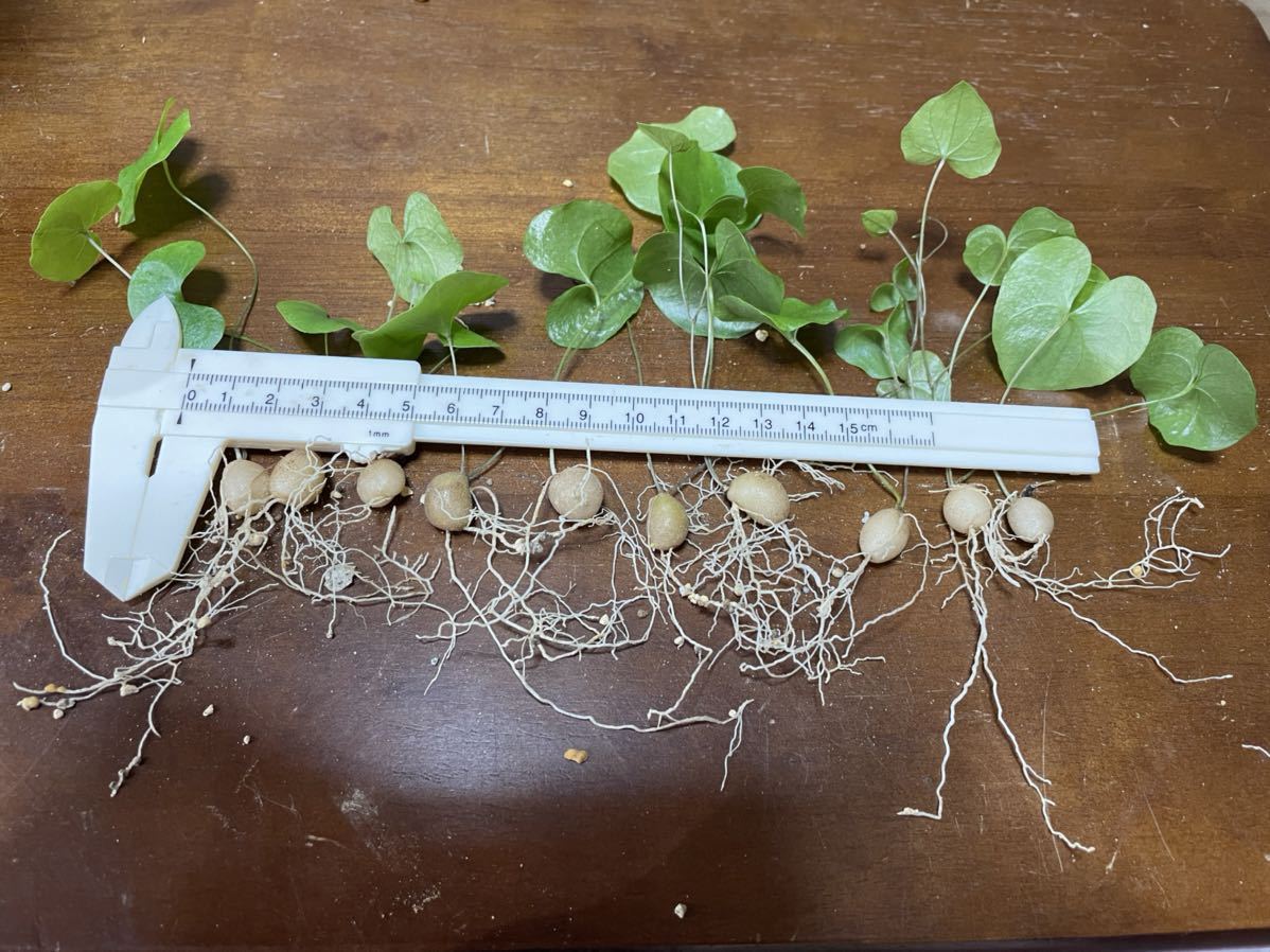 アフリカ亀甲竜　実生苗　10mm前後10株　ディオスコレア