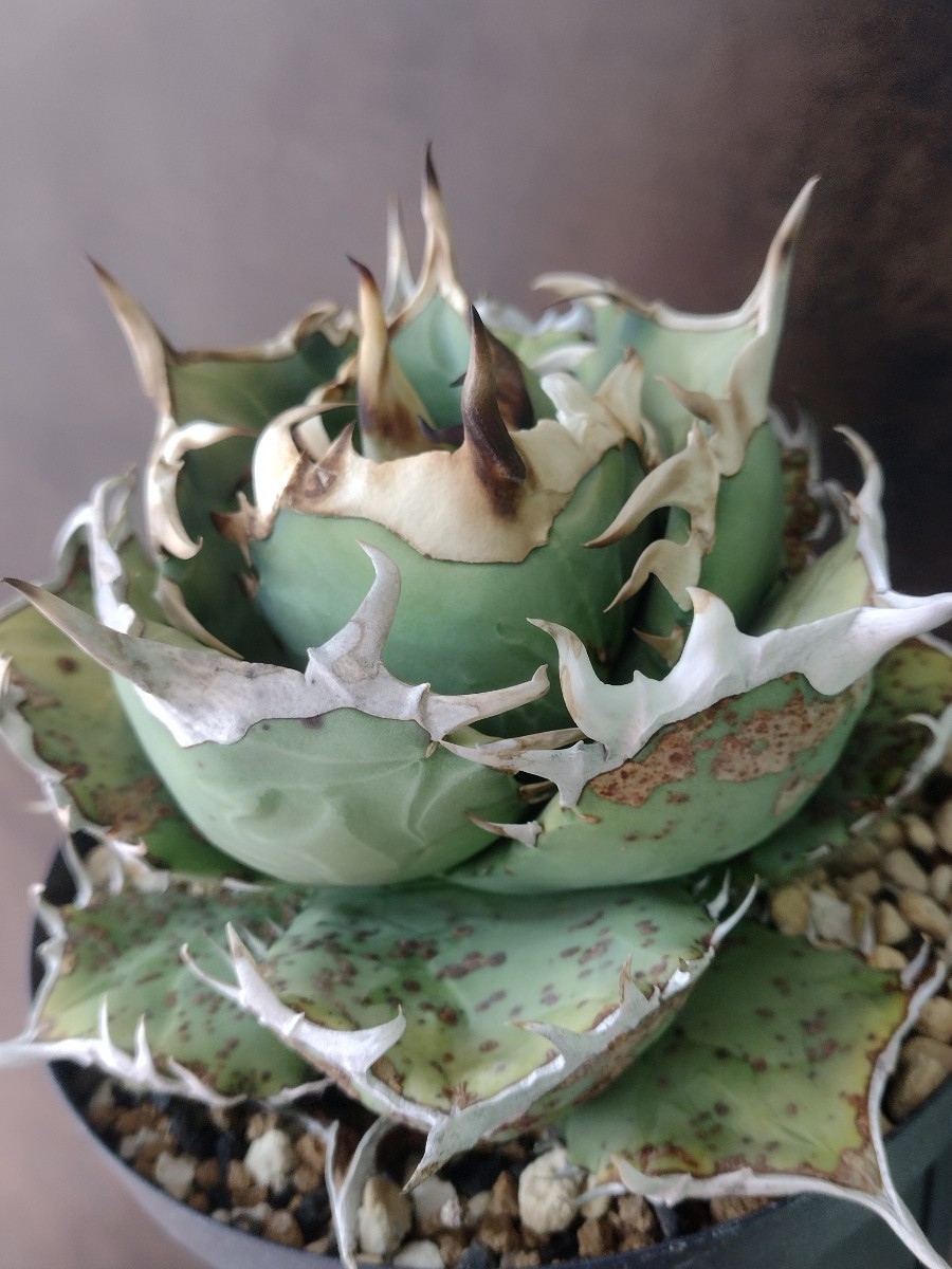 Agave titanota(アガベ チタノタ ) #CS-007 悪魔系 子株 | THE CORE