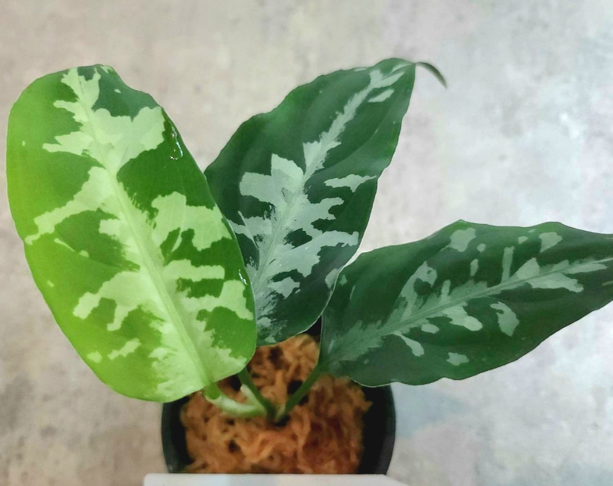 Aglaonema pictum “Nix” LA便ネームド 増殖株 アグラオネマ Aglaonema pictum “Nix” LA便ネームド 増殖株 アグラオネマ