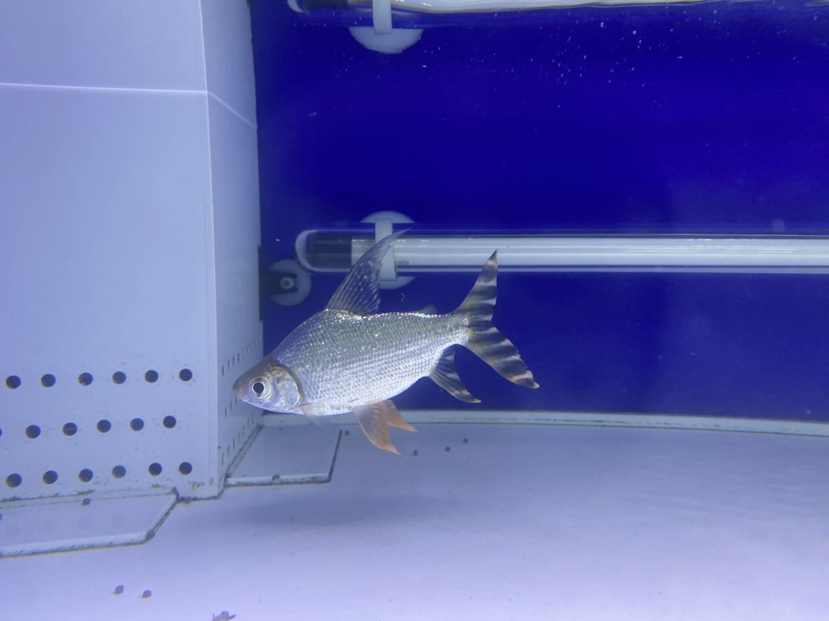 レア　超ハイフィンカラープロキダス