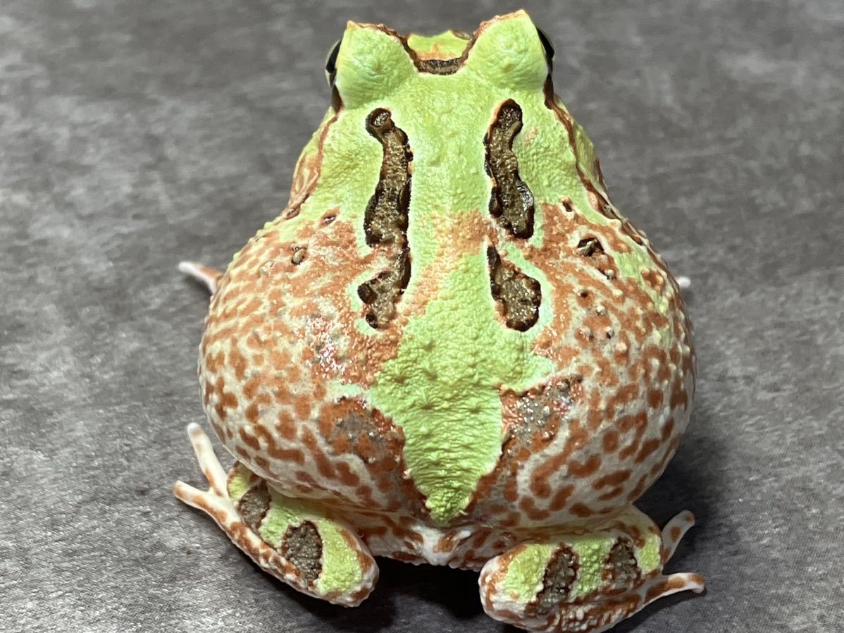 ◆　ホオコケツノガエル　まだらツートン　4センチ