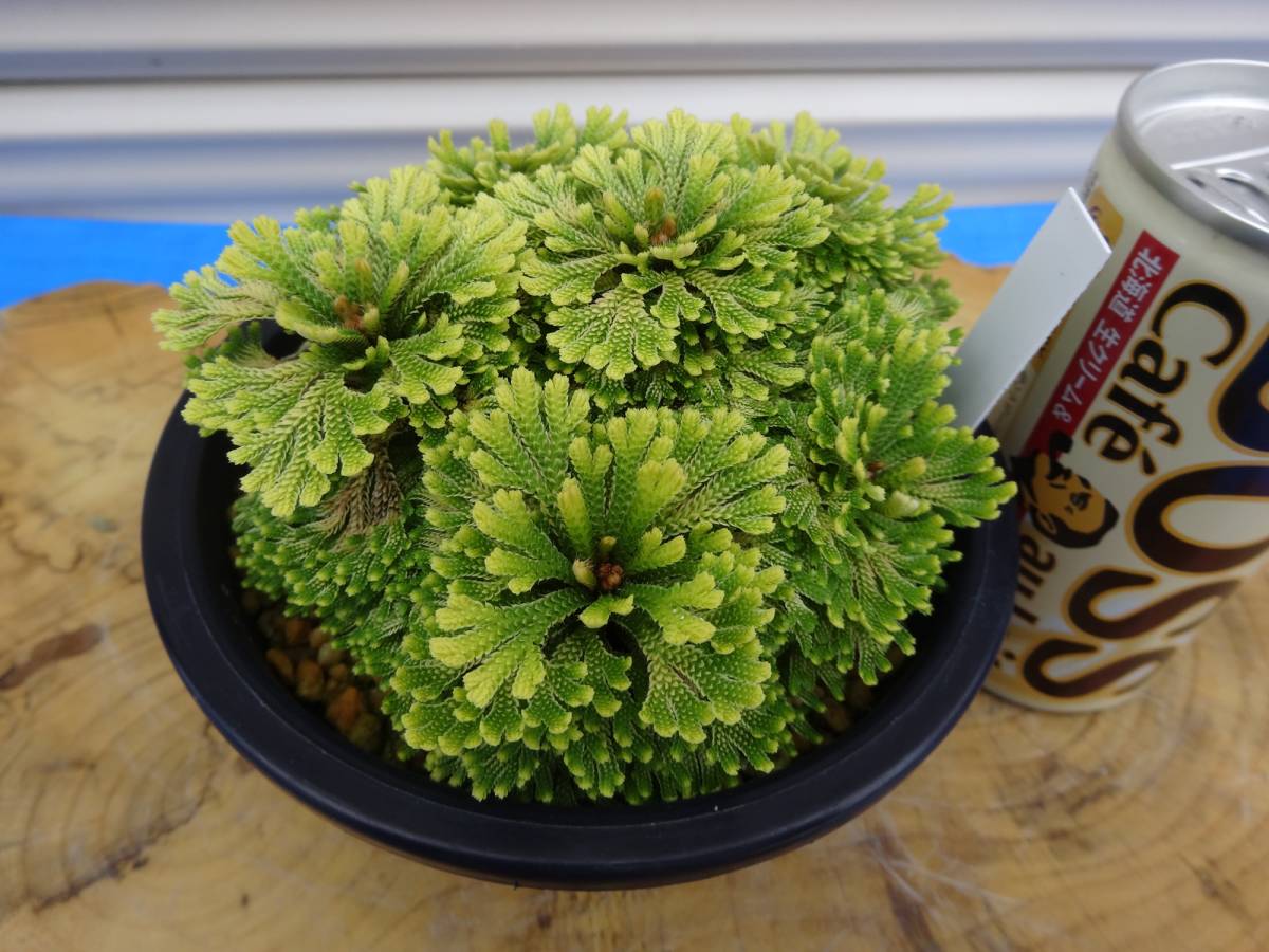 いわひば レア品種 華牡丹 10年物 岩松 巻柏 古典園芸植物 イワヒバ 