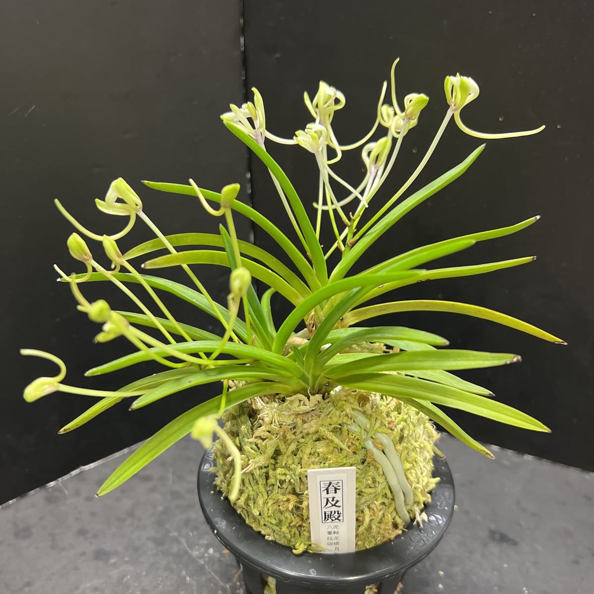 富貴蘭 】覚王山 140 世知辛い 