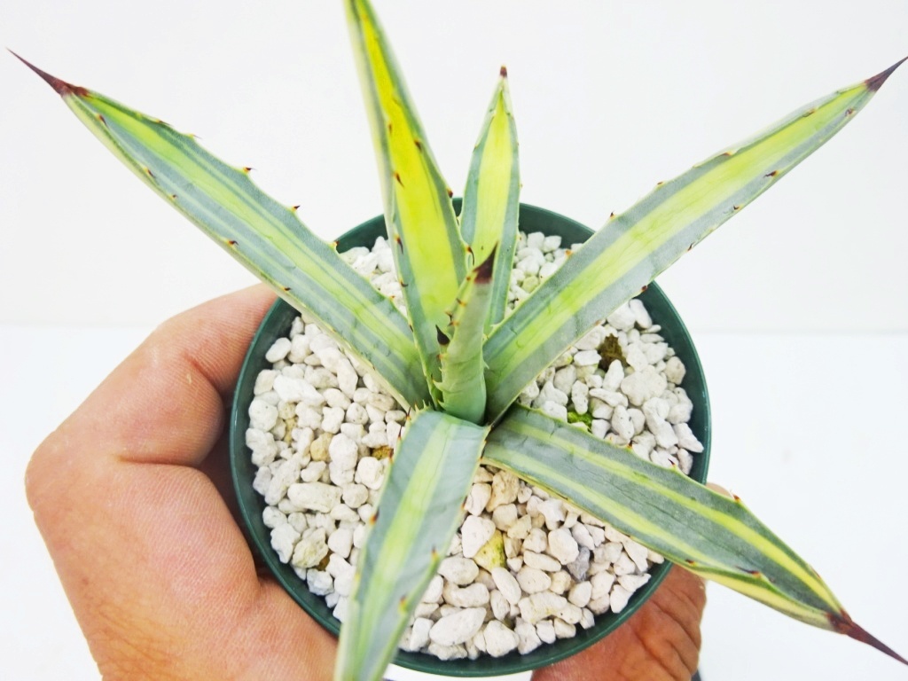 アガベ マクロアカンサ錦 中縞斑　　大株 アガベ マクロアカンサ 中斑 | mana's farm:塊根植物・アガベ・ドライ