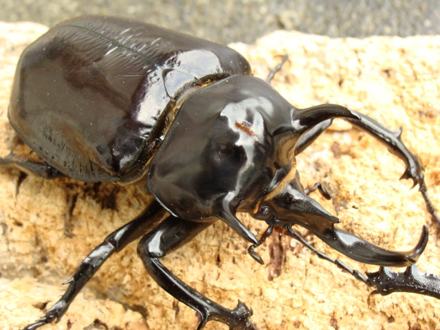 マルスゾウカブト オス単品(E-2) 【新成虫】マルスゾウカブト ♀2頭