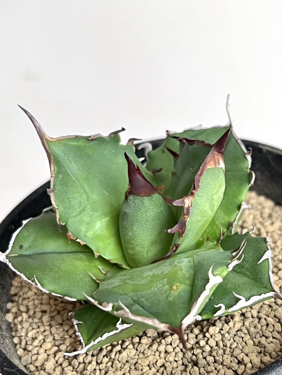 観葉植物 アガベ チタノタ オテロイ 親株 ラウンド