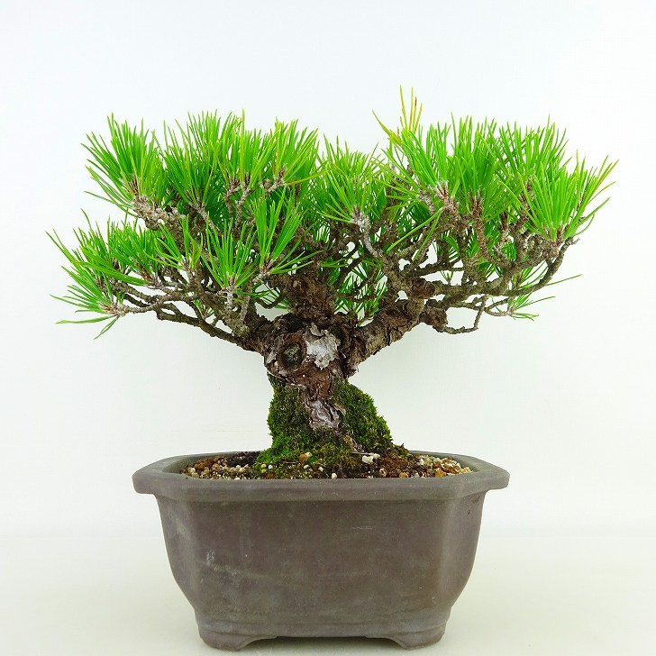 盆栽 松 黒松 樹高 約18cm くろまつ Pinus thunbergii クロマツ マツ科 常緑針葉樹 観賞用 小品 現品