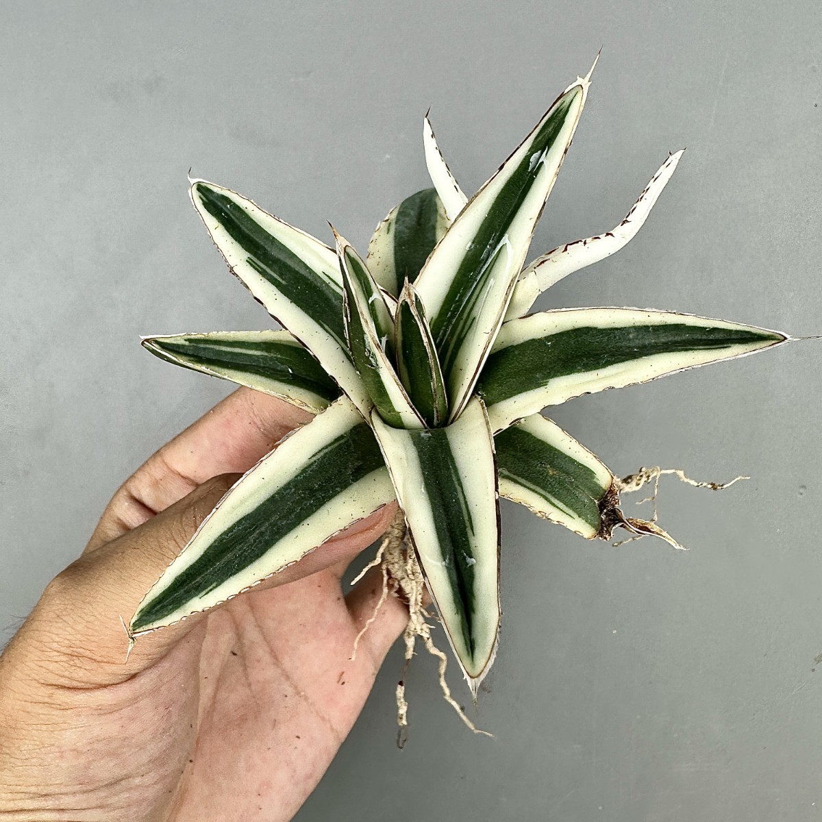 多肉植物アガベ 氷山 極上子株 4株同梱（V67 厳選 多肉植物 アガベ 