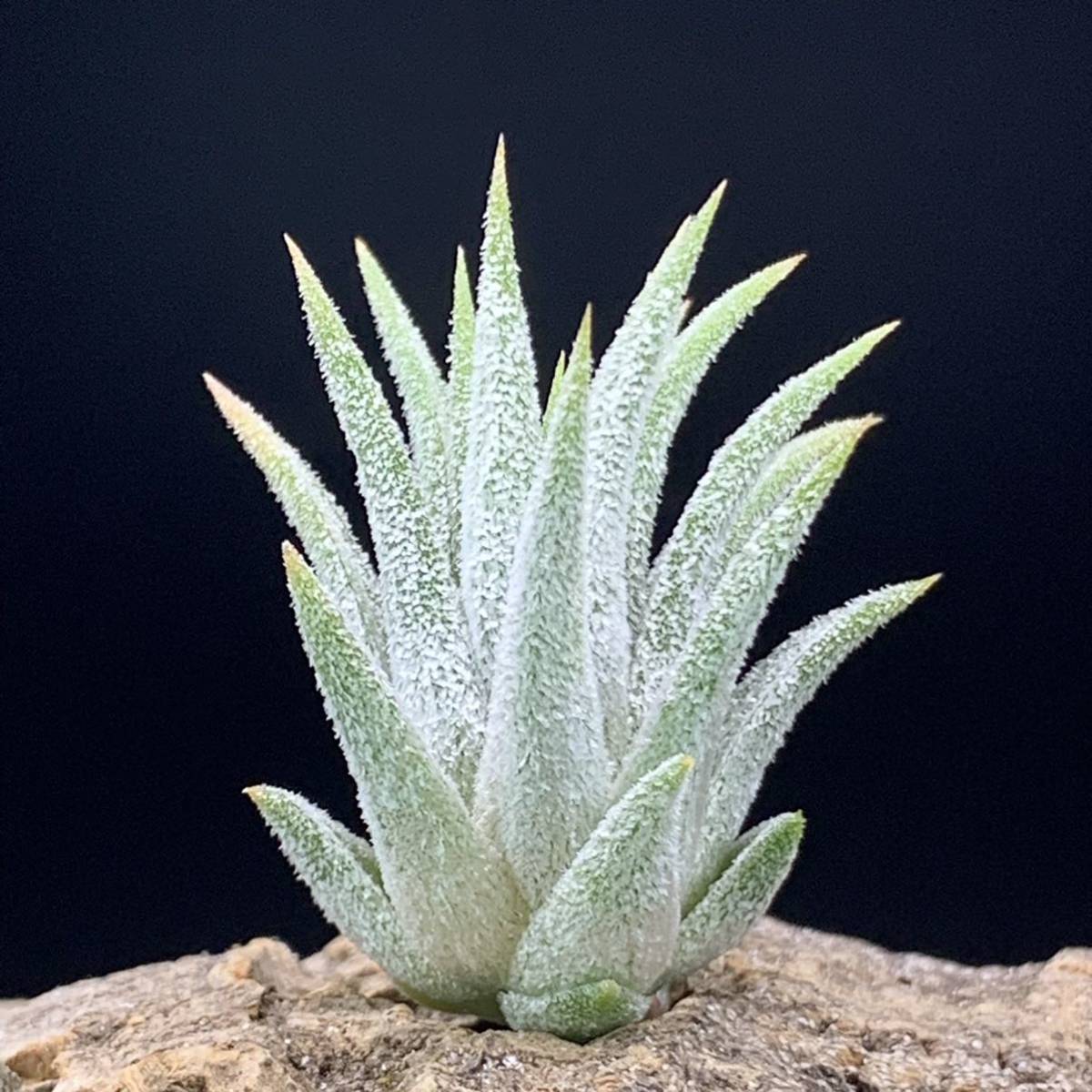 Tillandsia ionantha 'Peach Small Form' チランジア イオナンタ ピーチスモールフォーム 野生採取由来 ティランジア