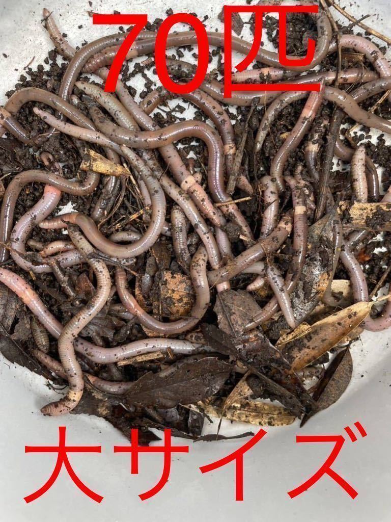 【新作，新品】 ドバミミズ 釣り ペット エサ うなぎ(生き餌)｜売買されたオークション情報、yahooの商品情報をアーカイブ公開 - オークファン 生き餌