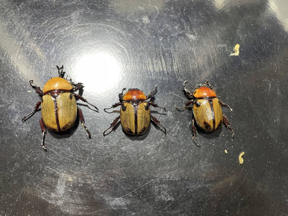 ★人気種類★後食済みヨツボシヒナカブト新成虫♂1匹、♀2匹