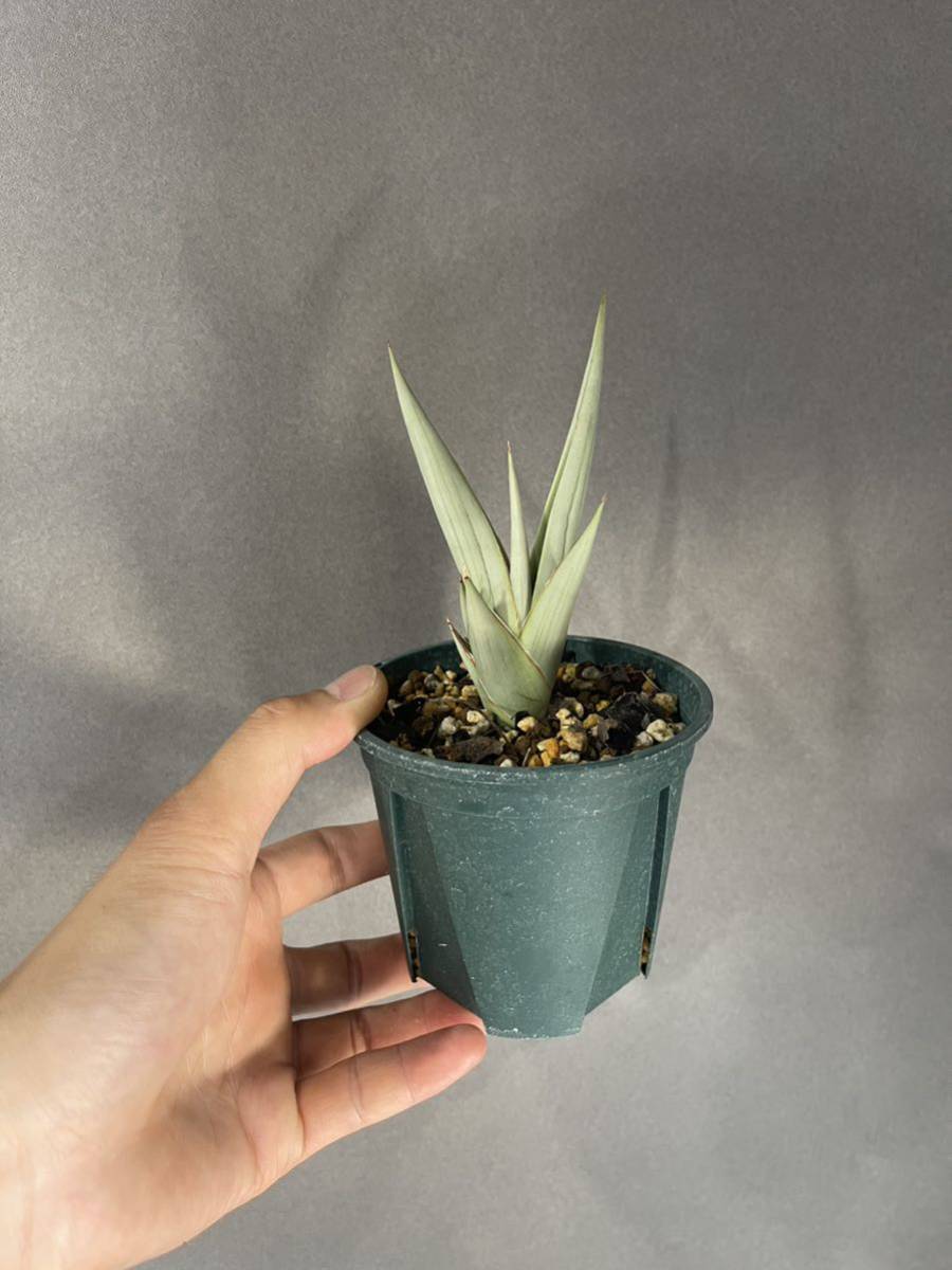 サンスベリア チャニン / サンセベリア 多肉 サンスベリア チャニン