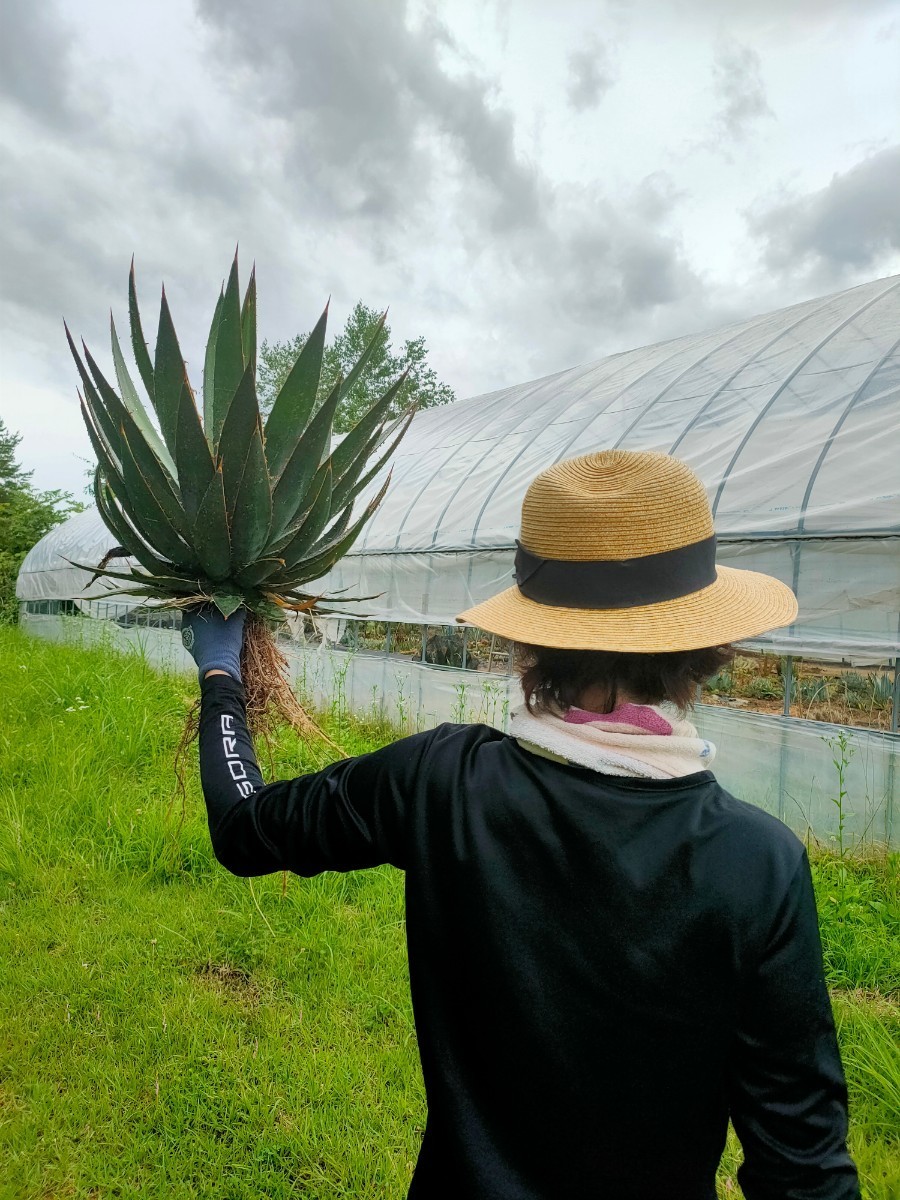 アガベ エボリスピナの種を蒔いたらこうなりましたシリーズ たぶんガルシアメンドーサ か ペロペロテンシス ドライガーデン向き