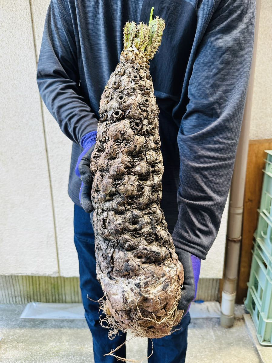 m7 特大 現地発根 ユーフォルビア ムランジーナ Euphorbia mlangeana