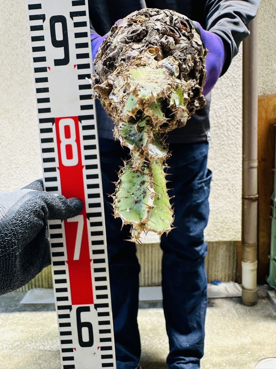 m7 特大 現地発根 ユーフォルビア ムランジーナ Euphorbia mlangeana