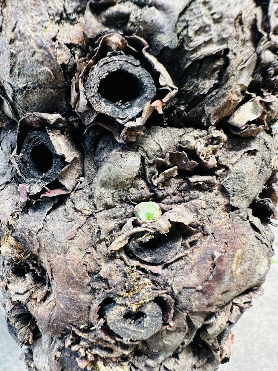 m7 特大 現地発根 ユーフォルビア ムランジーナ Euphorbia mlangeana