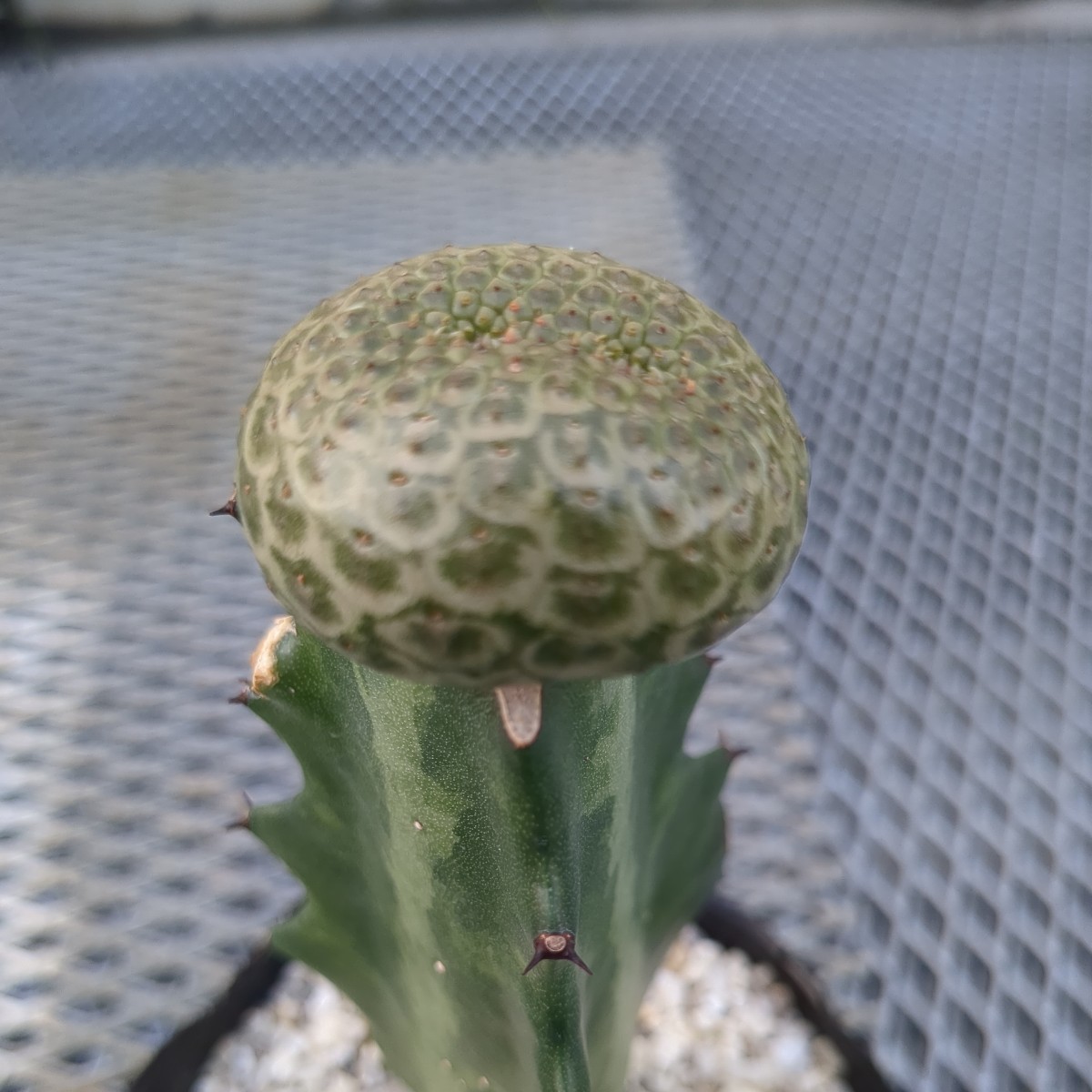 ユーフォルビア ツルビニフォルミス② サボテン 多肉植物 コーデックス ユーフォルビア 多肉植物 サボテン 2頭 自根 「多肉植物
