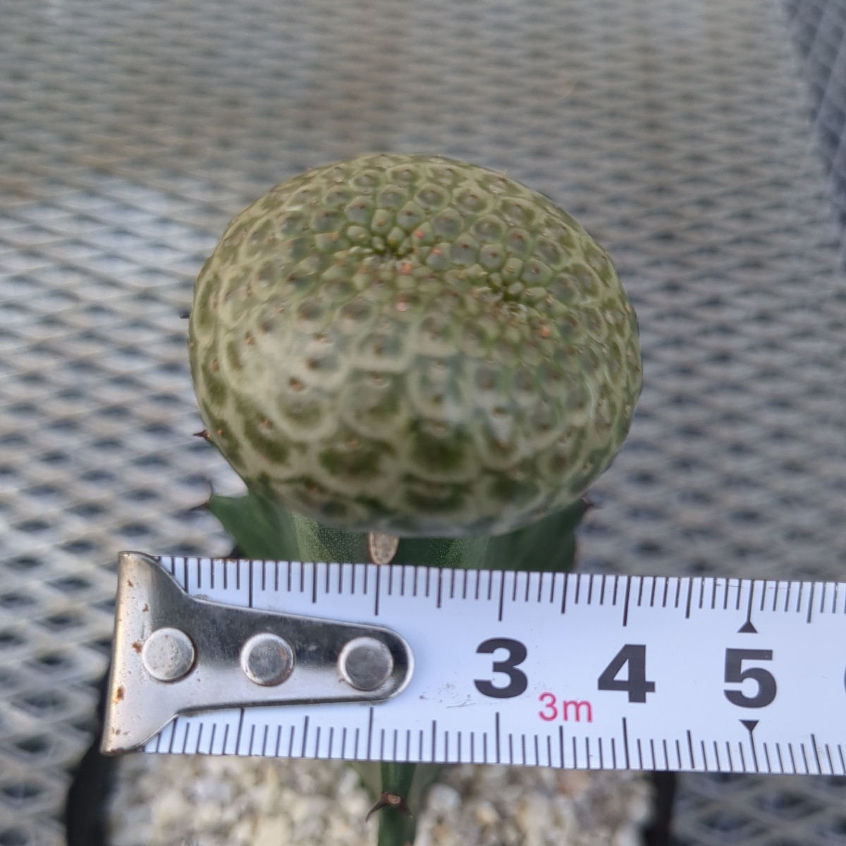 ユーフォルビア 多肉植物 サボテン 2頭 自根 「多肉植物