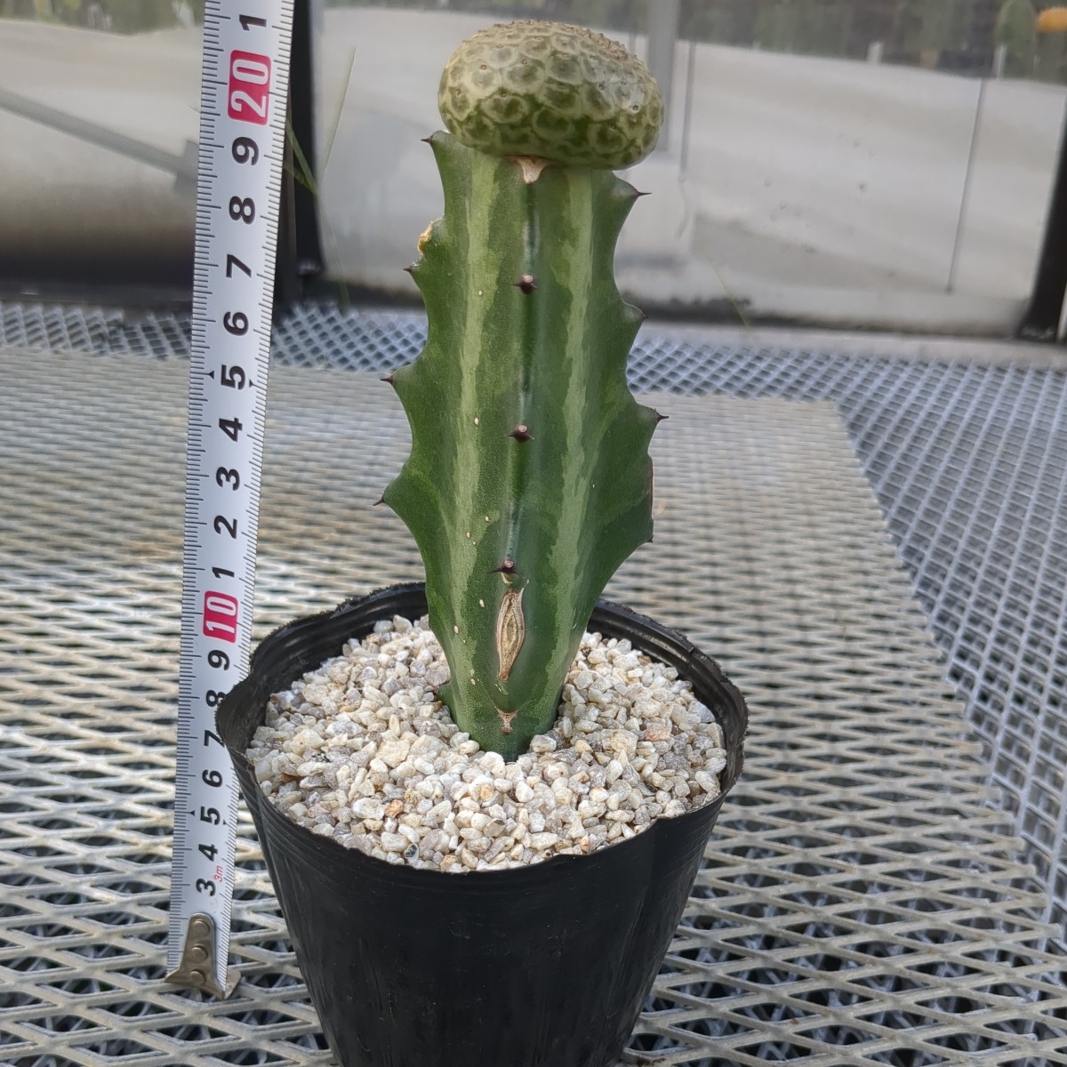 ユーフォルビア 多肉植物 サボテン 2頭 自根 「多肉植物