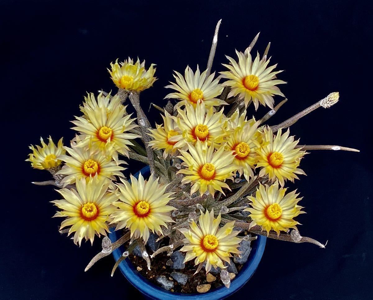 カプトメデューサエ　2023年産種子　30粒