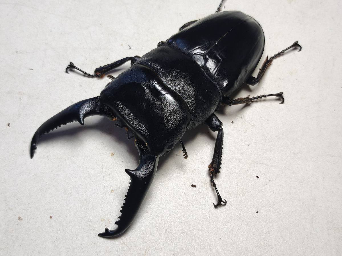 パラワンオオヒラタ ♂109.2㎜ ♀51.8㎜ ♀51.2㎜