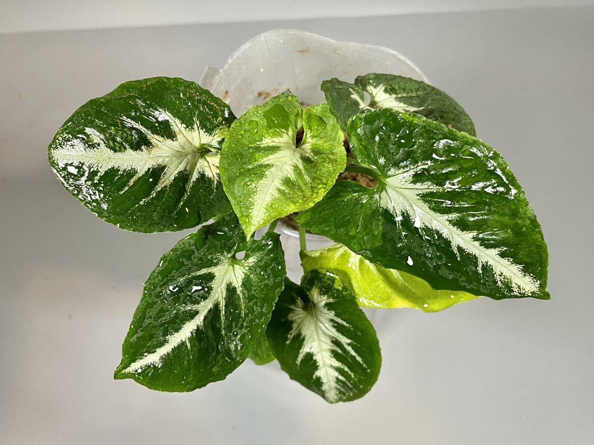 🦍 Philodendron Yahoo!オークション - 「フィロデンドロン