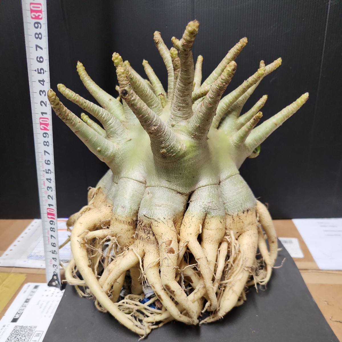 アデニウム☆アラビカム特大！タコ足株！①