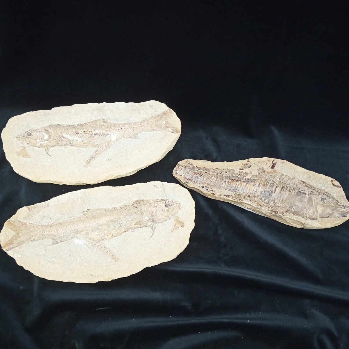 魚の化石 共箱付き 魚の化石 三種まとめ 両面 片面 重さ約2，740g、2，226g、1，318g 出土