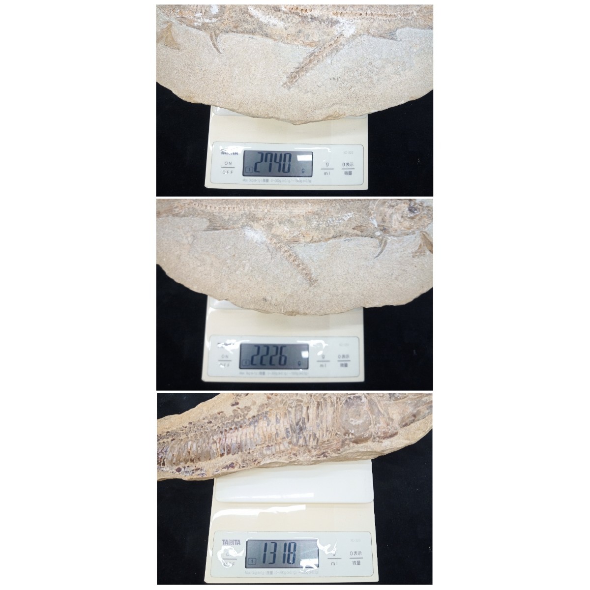 魚の化石 三種まとめ 両面 片面 重さ約2，740g、2，226g、1，318g 出土