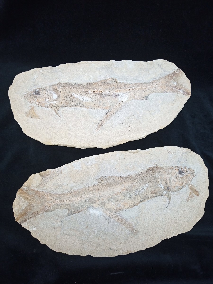 魚の化石 三種まとめ 両面 片面 重さ約2，740g、2，226g、1，318g 出土